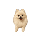 4歳のべび（個別スタンプ：4）
