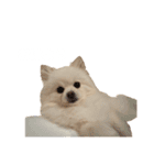 4歳のべび（個別スタンプ：8）