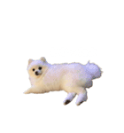 4歳のべび（個別スタンプ：12）