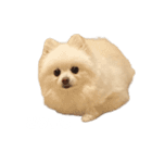 4歳のべび（個別スタンプ：15）