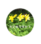 kinko 夏バージョン1（個別スタンプ：25）