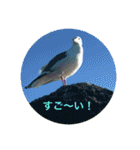 kinko 夏バージョン1（個別スタンプ：28）