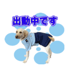 元盲導犬バーニーと仲間たち（個別スタンプ：14）