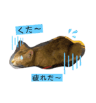にゃんこラムちゃん❷（個別スタンプ：2）