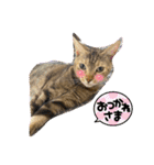 にゃんこラムちゃん❷（個別スタンプ：3）