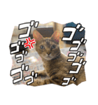 にゃんこラムちゃん❷（個別スタンプ：10）