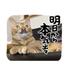 にゃんこラムちゃん❷（個別スタンプ：16）