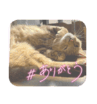 にゃんこラムちゃん❷（個別スタンプ：18）
