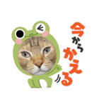 にゃんこラムちゃん❷（個別スタンプ：24）
