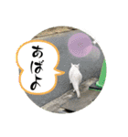 自然沢山！人間の行動心理も自然の悪戯なの（個別スタンプ：12）