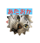 自然沢山！人間の行動心理も自然の悪戯なの（個別スタンプ：13）