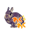 かわいくてえらいうさぎ（個別スタンプ：8）