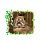 かわいくてえらいうさぎ（個別スタンプ：20）