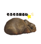 かわいくてえらいうさぎ（個別スタンプ：26）
