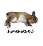 かわいくてえらいうさぎ（個別スタンプ：30）