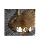 かわいくてえらいうさぎ（個別スタンプ：31）