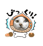 猫のスタンプ（ちょっと変えたバージョン）（個別スタンプ：11）
