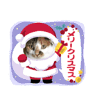 猫のスタンプ（ちょっと変えたバージョン）（個別スタンプ：15）
