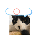猫のスタンプ（ちょっと変えたバージョン）（個別スタンプ：19）
