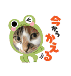猫のスタンプ（ちょっと変えたバージョン）（個別スタンプ：21）