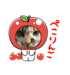 猫のスタンプ（ちょっと変えたバージョン）（個別スタンプ：24）