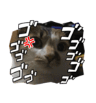 猫のスタンプ（ちょっと変えたバージョン）（個別スタンプ：25）