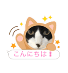 猫のスタンプ（ちょっと変えたバージョン）（個別スタンプ：28）