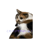 猫のスタンプ（ちょっと変えたバージョン）（個別スタンプ：31）