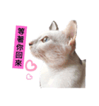 猫の言語（個別スタンプ：2）