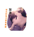 猫の言語（個別スタンプ：14）