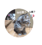 猫の言語（個別スタンプ：21）