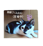 猫の言語（個別スタンプ：22）