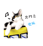 猫の言語（個別スタンプ：34）