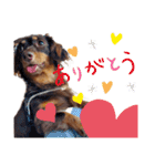 チワックスダンプ（個別スタンプ：1）