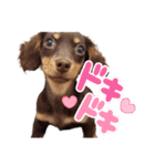 チワックスダンプ（個別スタンプ：13）