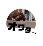 チワックスダンプ（個別スタンプ：20）