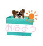 ちろっきーちょろあず（個別スタンプ：1）