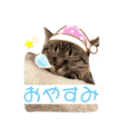 ちろっきーちょろあず（個別スタンプ：2）