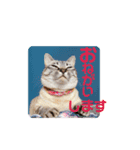 ちろっきーちょろあず（個別スタンプ：4）