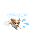 ちろっきーちょろあず（個別スタンプ：6）