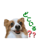 ちろっきーちょろあず（個別スタンプ：11）