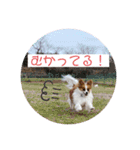ちろっきーちょろあず（個別スタンプ：12）