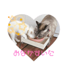 ちろっきーちょろあず（個別スタンプ：14）