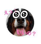 可愛い(*^^*)バーニーズスタンプ9（個別スタンプ：5）