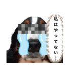 可愛い(*^^*)バーニーズスタンプ9（個別スタンプ：9）