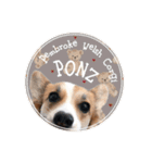 PONZ 4th コーギーのぽんずスタンプ（個別スタンプ：2）