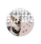 PONZ 4th コーギーのぽんずスタンプ（個別スタンプ：5）