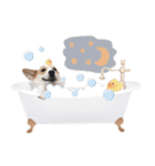 PONZ 4th コーギーのぽんずスタンプ（個別スタンプ：6）