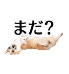 PONZ 4th コーギーのぽんずスタンプ（個別スタンプ：25）