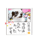 ☆チワワの心菜☆2022夏（個別スタンプ：2）